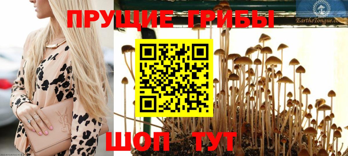 Фрязино  Галлюциногенные грибы мицелий  продажа наркотиков  Вход с VPN 
